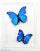   bluebutterfly